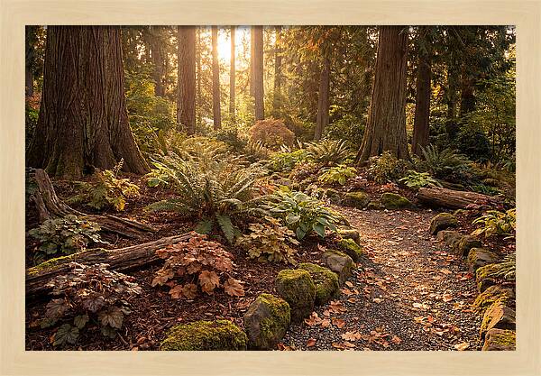 Shade Garden Under Tall Trees