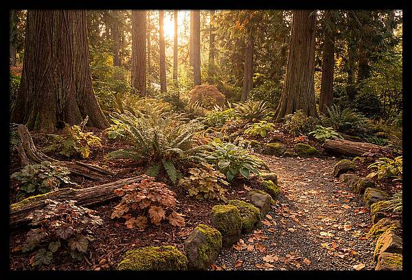 Shade Garden Under Tall Trees