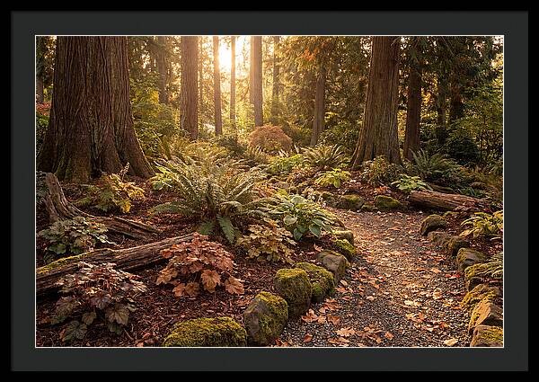 Shade Garden Under Tall Trees