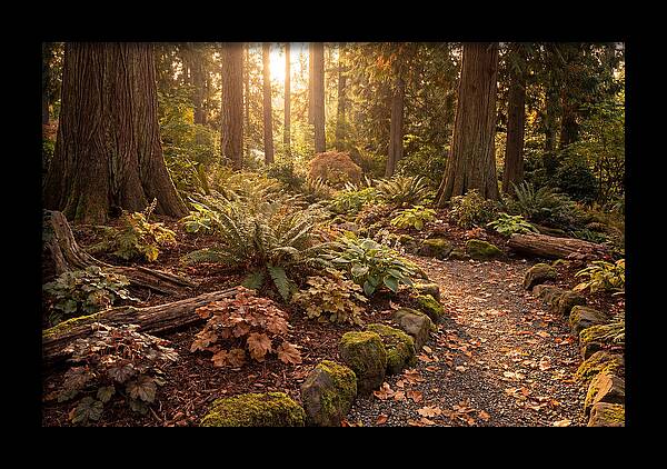 Shade Garden Under Tall Trees
