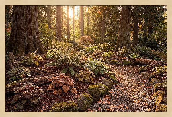 Shade Garden Under Tall Trees