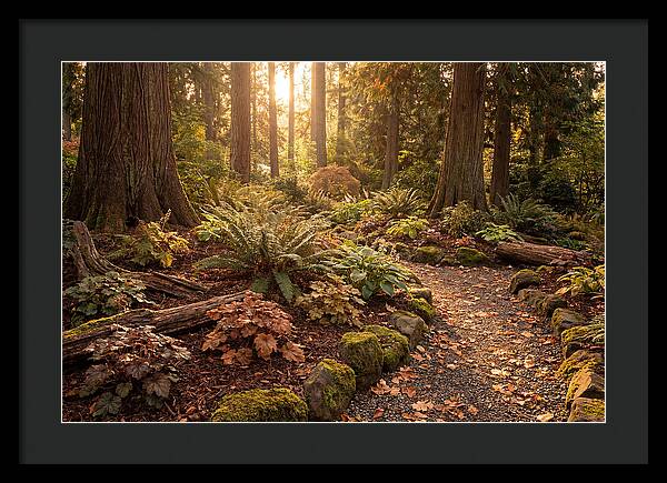 Shade Garden Under Tall Trees