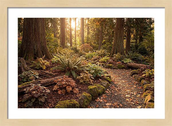 Shade Garden Under Tall Trees
