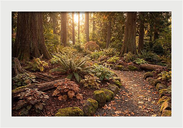 Shade Garden Under Tall Trees