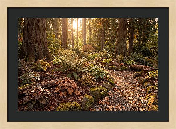 Shade Garden Under Tall Trees