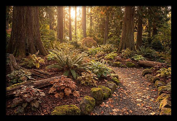 Shade Garden Under Tall Trees