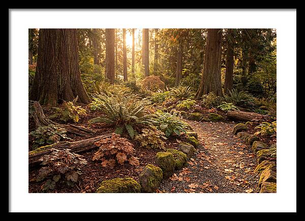Shade Garden Under Tall Trees