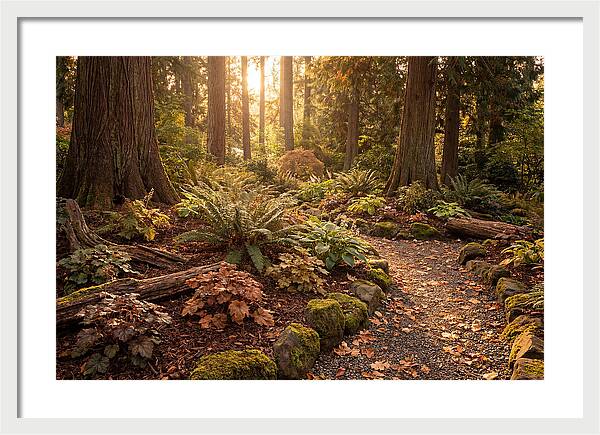 Shade Garden Under Tall Trees