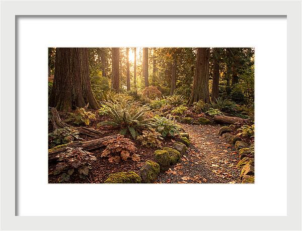 Shade Garden Under Tall Trees