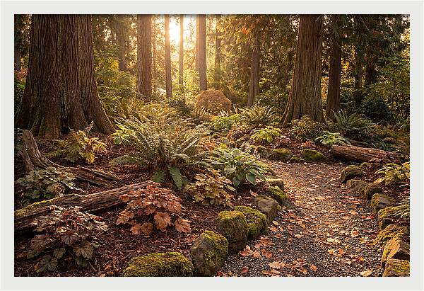 Shade Garden Under Tall Trees