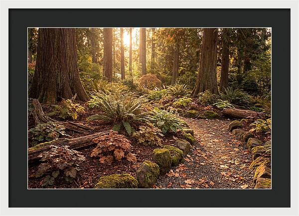 Shade Garden Under Tall Trees