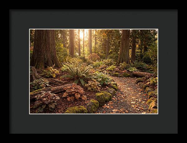Shade Garden Under Tall Trees