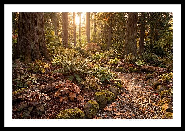 Shade Garden Under Tall Trees