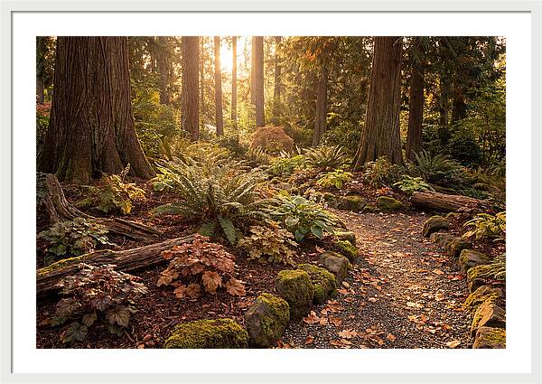 Shade Garden Under Tall Trees