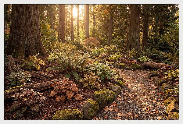 Shade Garden Under Tall Trees