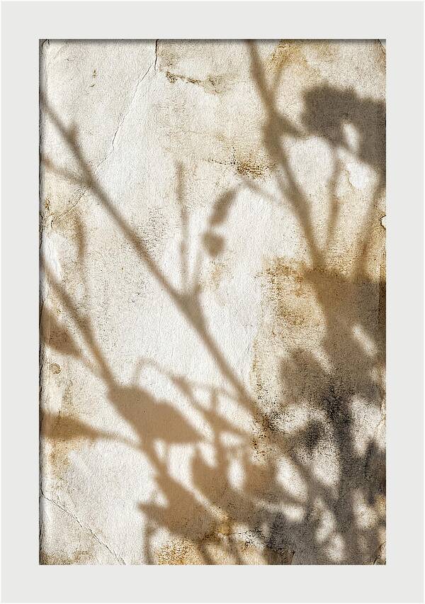 Shadow Play On White