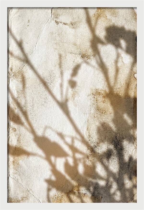 Shadow Play On White