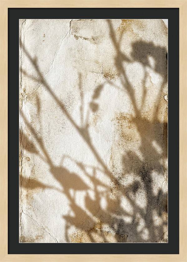 Shadow Play On White