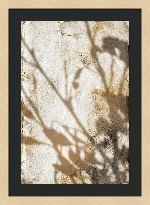 Shadow Play On White