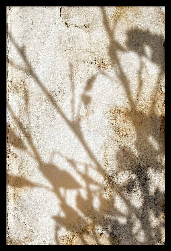 Shadow Play On White