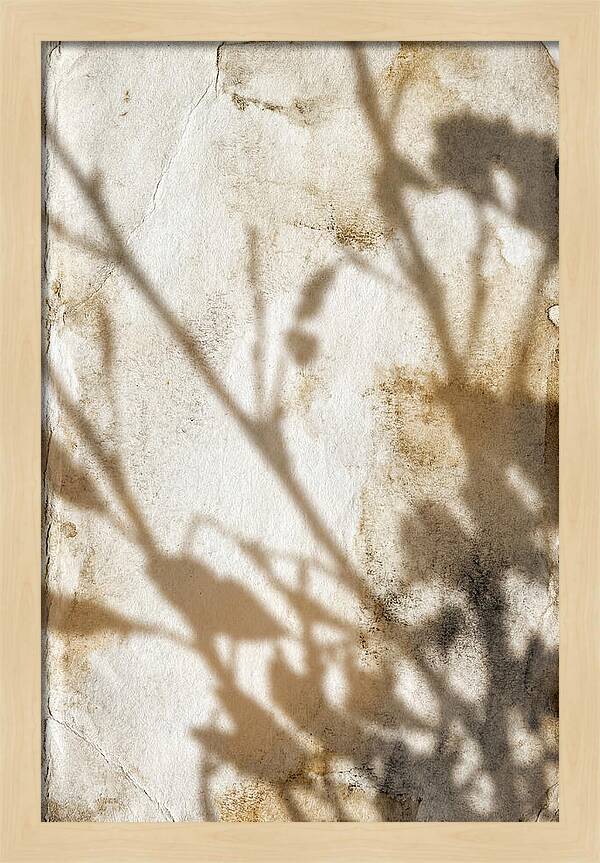 Shadow Play On White