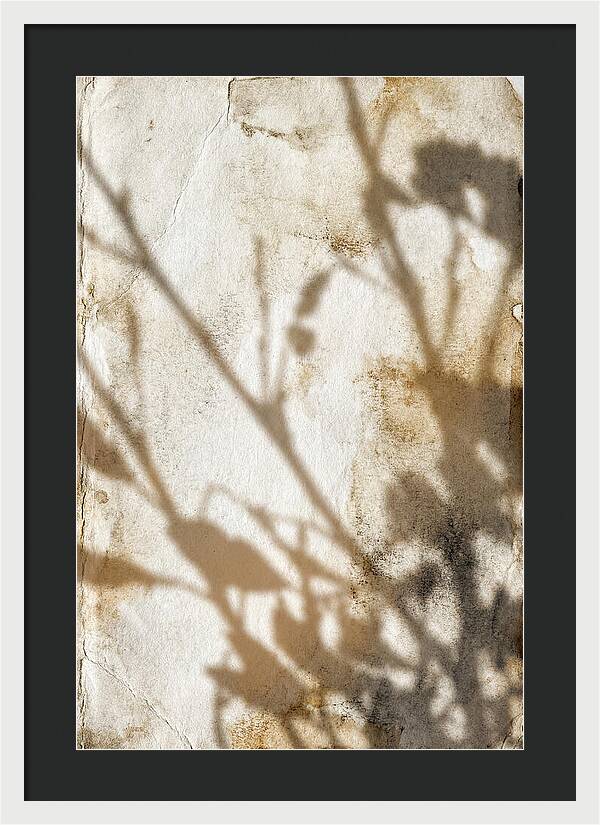 Shadow Play On White