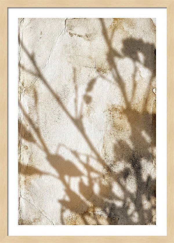 Shadow Play On White