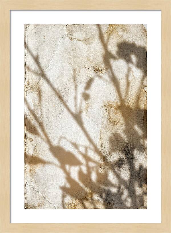 Shadow Play On White