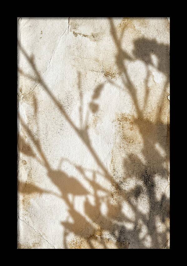 Shadow Play On White
