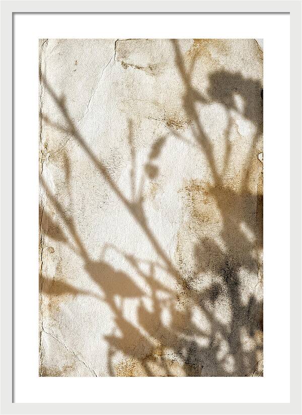 Shadow Play On White