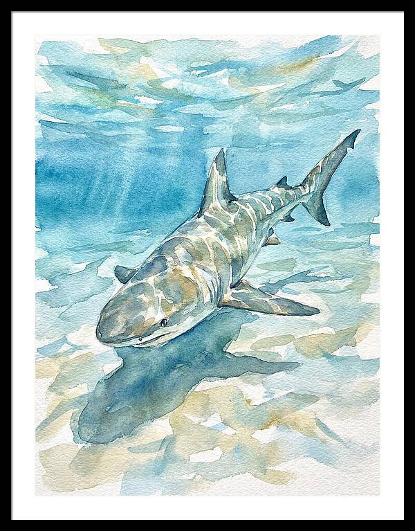 Shark Swimming Gracefully
