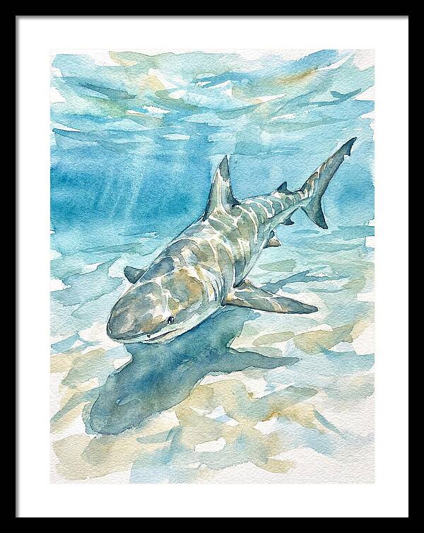 Shark Swimming Gracefully