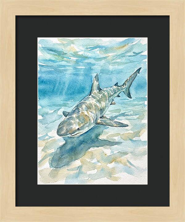 Shark Swimming Gracefully