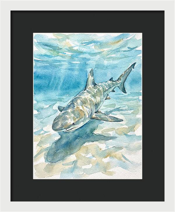 Shark Swimming Gracefully