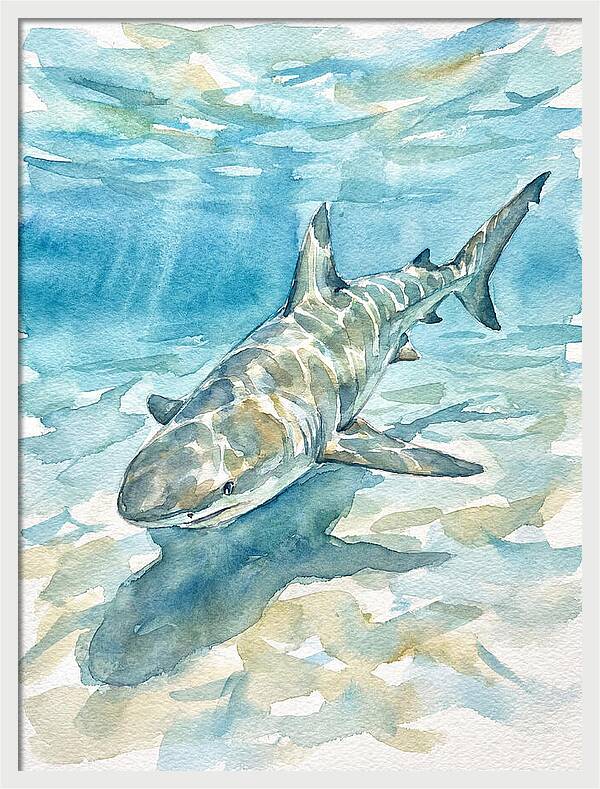 Shark Swimming Gracefully