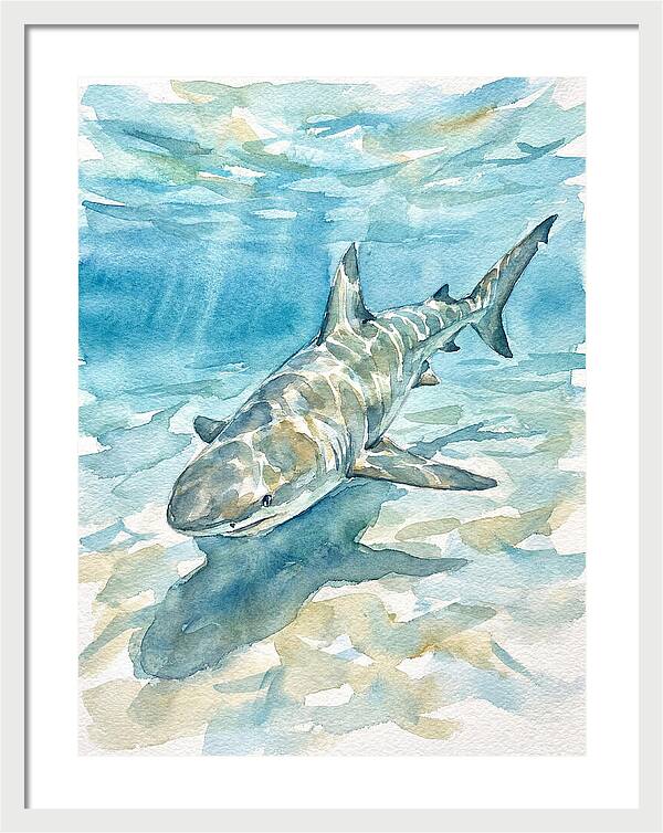 Shark Swimming Gracefully