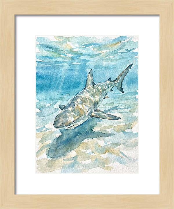 Shark Swimming Gracefully