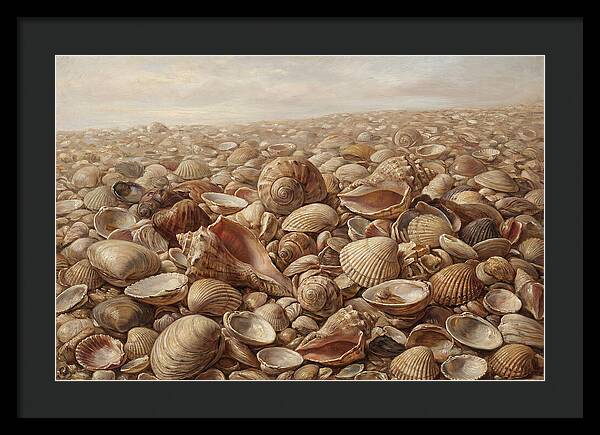 Shells On The Shoreline