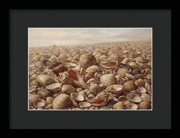 Shells On The Shoreline