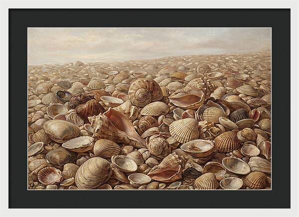 Shells On The Shoreline