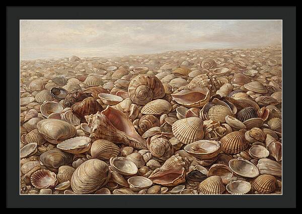 Shells On The Shoreline