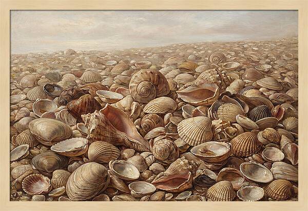 Shells On The Shoreline