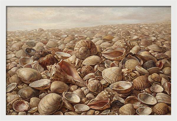 Shells On The Shoreline