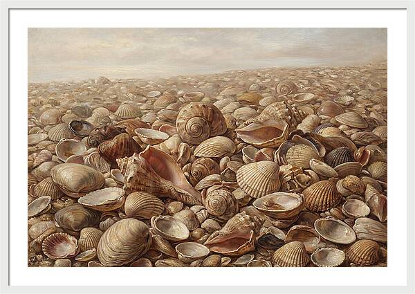Shells On The Shoreline