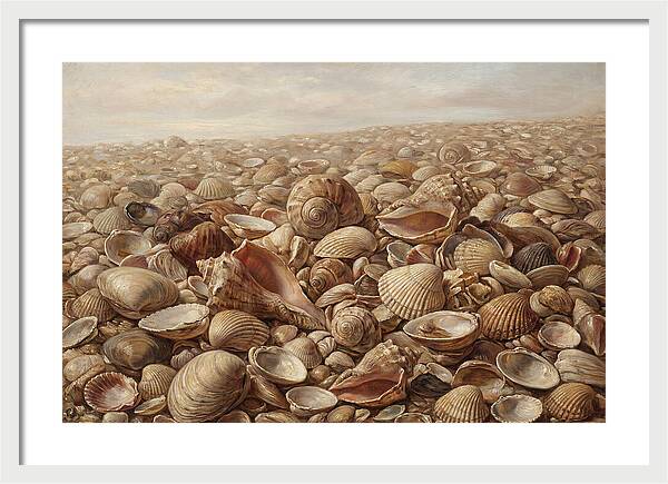 Shells On The Shoreline