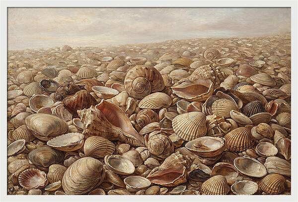 Shells On The Shoreline