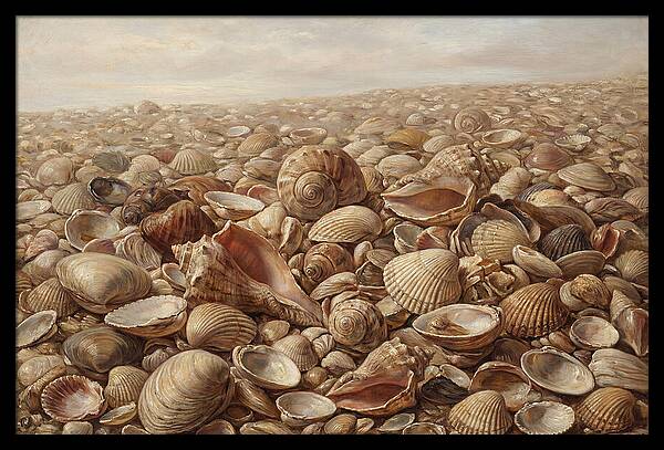 Shells On The Shoreline