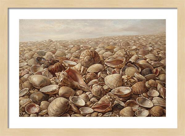 Shells On The Shoreline