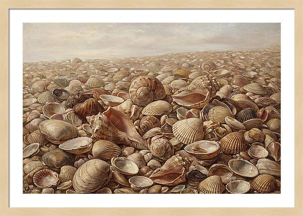 Shells On The Shoreline