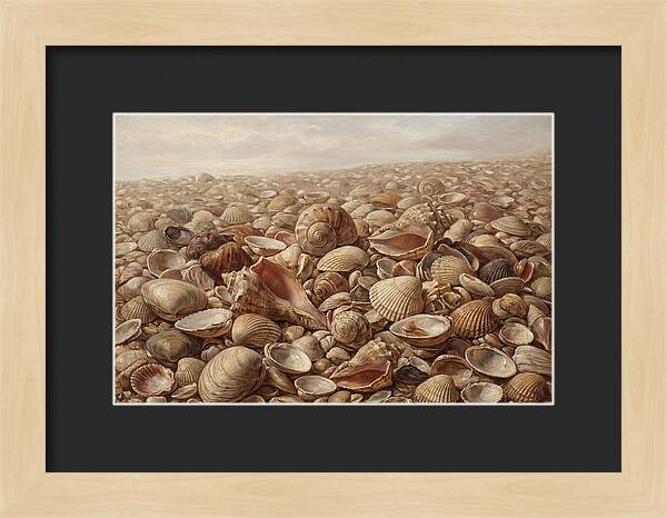 Shells On The Shoreline